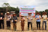 Bupati Ketapang dan Polres Ketapang saat menanam jagung hibrida, di Dusun Batu Penyarak Desa Ratu Elok Kecamatan Manis Mata Kabupaten Ketapang, Sabtu (31/1/2026) kemarin.
