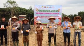 Bupati Ketapang dan Polres Ketapang saat menanam jagung hibrida, di Dusun Batu Penyarak Desa Ratu Elok Kecamatan Manis Mata Kabupaten Ketapang, Sabtu (31/1/2026) kemarin.